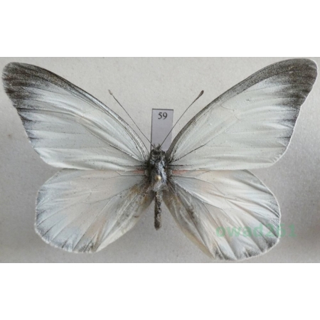 Delias zebuda Hewitson, 1862 male Indonesia, Sulawesi59